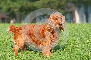 Cocker spaniel