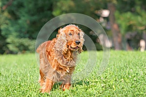 Cocker spaniel