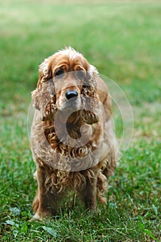 Cocker spaniel