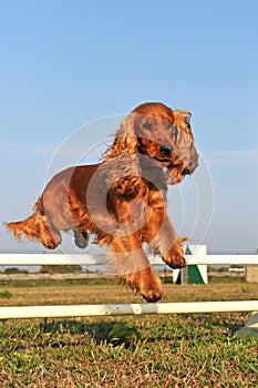 Cocker spaniel in agility