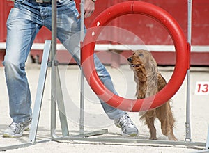 Cocker spaniel in agility