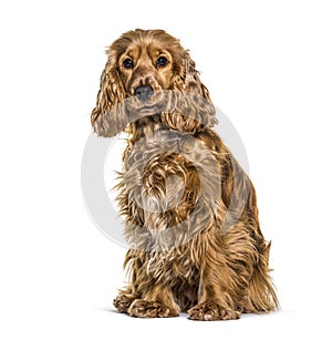 Cocker spaniel anglais sitting