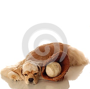 Cocker spaniel and baseball