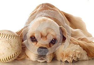 Cocker spaniel with baseball