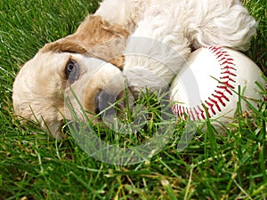Cocker spaniel with baseball photo