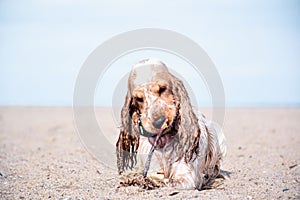 Cocker Spaniel on the beach. Pastel colors picture.