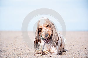 Cocker Spaniel on the beach. Pastel colors picture. photo