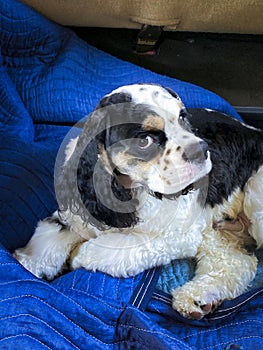 Cocker Spaniel on a blanket.