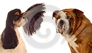 Cocker spaniel and bulldog