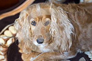 Cocker spaniel camouflaged