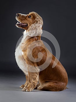 Cocker Spaniel dog