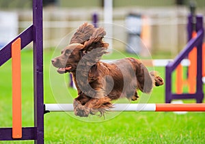 Cocker Spaniel Dog Agility Jumping photo