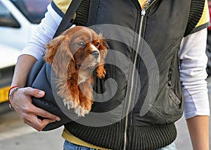 Cocker spaniel dog in the bag