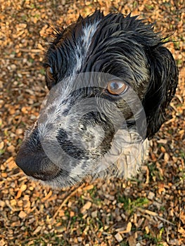 Cocker spaniel dog face  angled close up