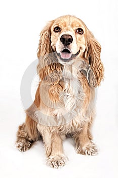 Cocker Spaniel Dog Isolated on White