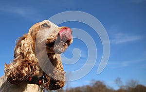 Cocker spaniel dog licking lips