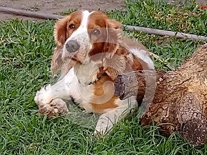 cocker spaniel dog posing thoughtful photo