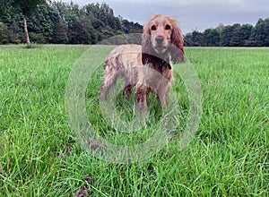Cocker spaniel  dog stood on a grassy field