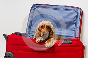 Cocker spaniel dog in suitcase