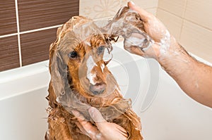 Cocker spaniel dog taking a shower with shampoo and water