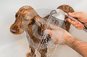 Cocker spaniel dog taking a shower with shampoo and water