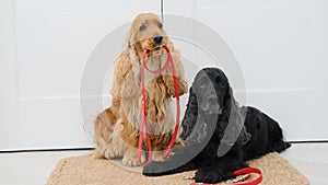 Cocker spaniel dogs on door mat