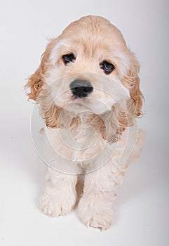 Cocker Spaniel full body pose. photo