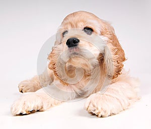 Cocker Spaniel full body pose. photo