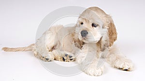 Cocker Spaniel full body pose. photo