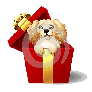 Cocker Spaniel in a gift box