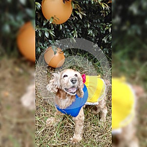 Cocker spaniel in halloween snowwhite