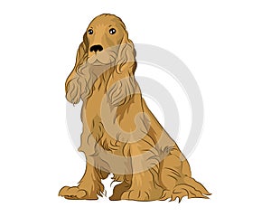 Cocker spaniel illustration