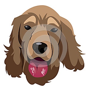 Cocker Spaniel illustration vector