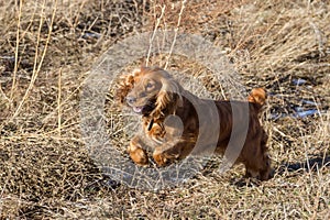 Cocker Spaniel jumping