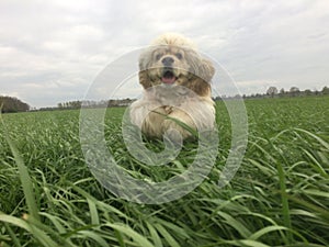 Cocker Spaniel jumping in field of long grass.