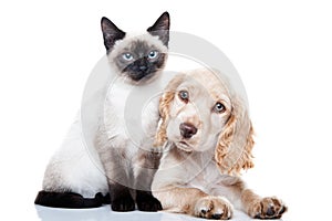 Cocker Spaniel and Kitten