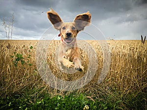 Cocker spaniel leaping from field of wheat