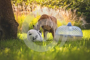 Cocker spaniel with little bunny at sunny day. Dog and rabbit friendship. Pets in the grassy garden under the tree.