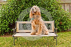 Cocker Spaniel on little garden bench