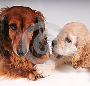 Cocker Spaniel and long hair dachshund