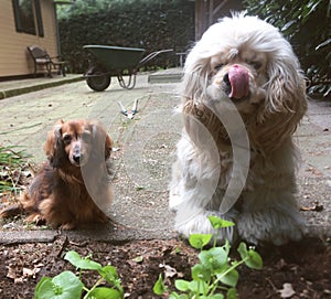 Cocker Spaniel and long hair dachshund