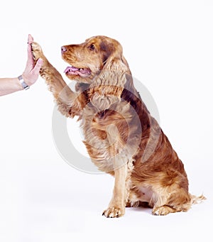 Cocker Spaniel male dog give five, 1 year old