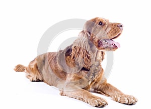 Cocker Spaniel male dog lying down, 1 year old