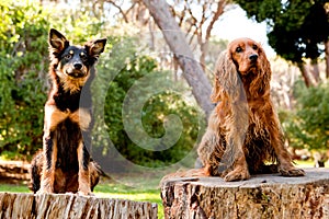 Cocker spaniel and mutt