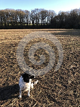 Cocker Spaniel outdoors in a field in winter, North Yorkshire, England, United Kingdom