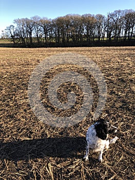 Cocker Spaniel outdoors in a field in winter, North Yorkshire, England, United Kingdom