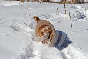 Cocker spaniel playing in the snow