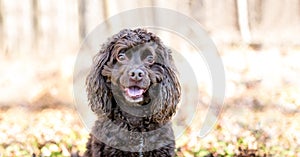 A Cocker Spaniel x Poodle mixed breed dog
