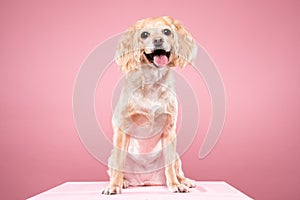 Cocker Spaniel portrait in pink background