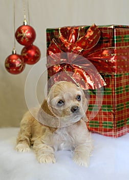 Cocker spaniel with present